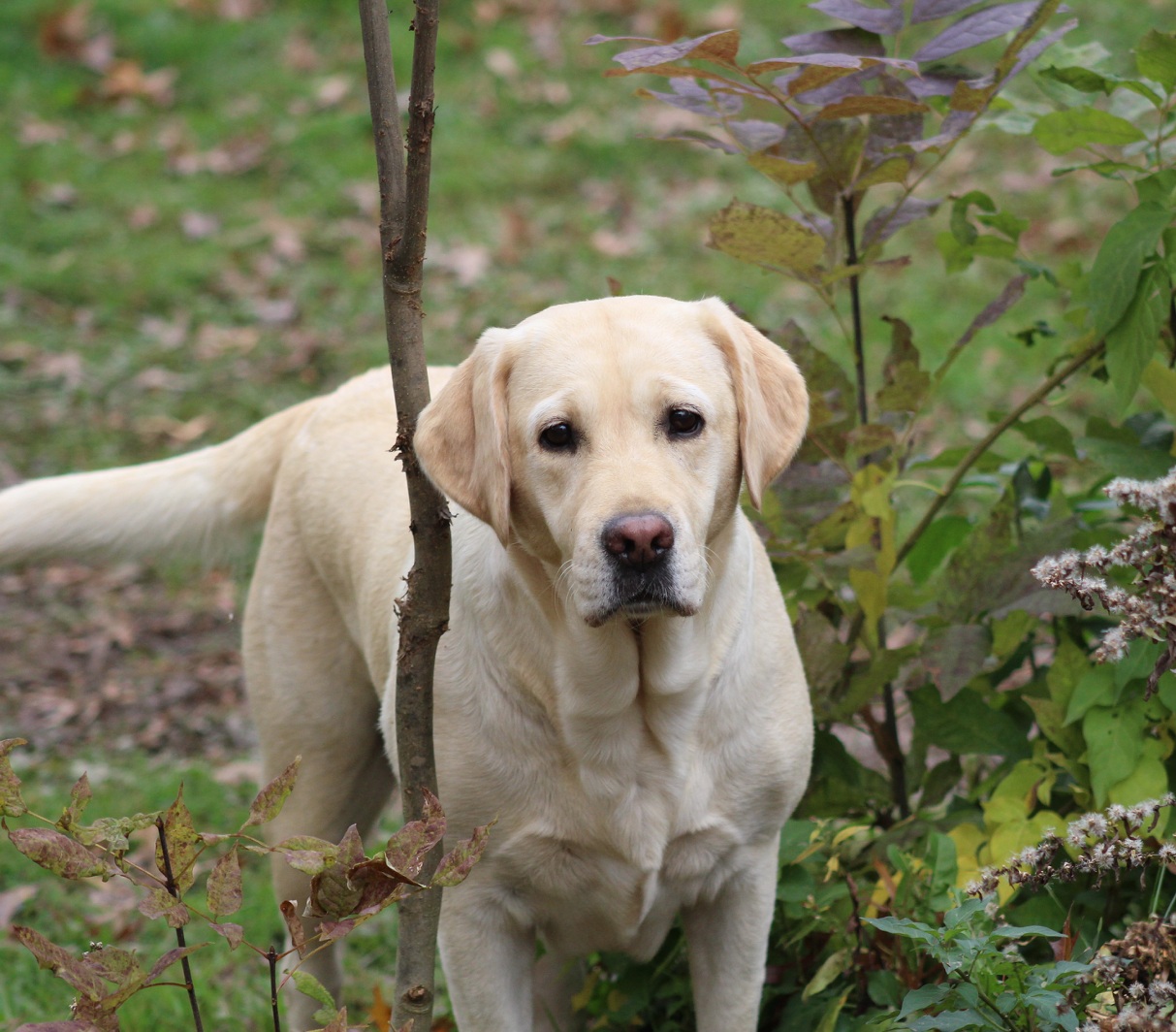 DOVETAIL'S MARIGOLD COPY CAT CGC | Yellow Labrador Retriver