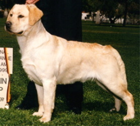 Shadow Hills Money To Burn | Yellow Labrador Retriver