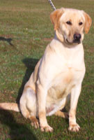 LANDRYS TIGER LILY | Yellow Labrador Retriver