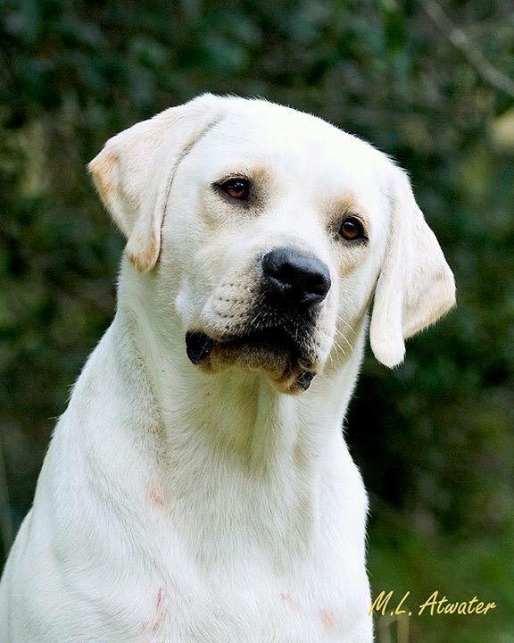 HRCH UH CH Kerrybrook's Vince MH | Yellow Labrador Retriver