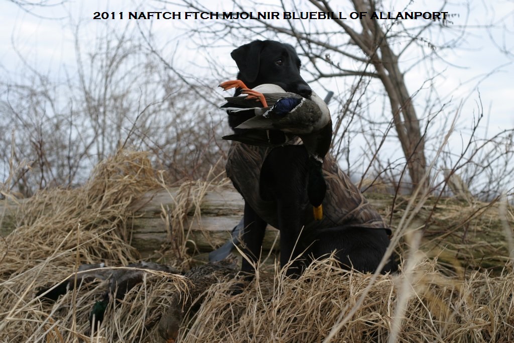 NAFTCH FTCH Mjolnir Bluebill Of Allanport | Black Labrador Retriver