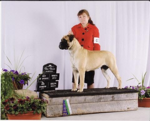 Knatchbull's Millie OF Sanrose | Bullmastiff 