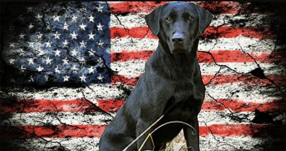 FC AFC Contempt Of Court | Black Labrador Retriver