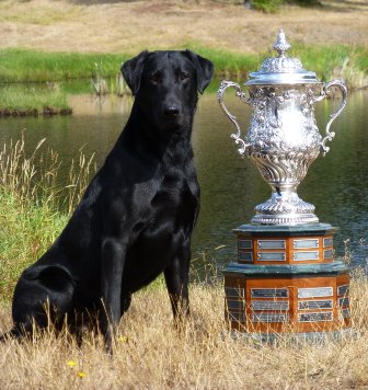 '11 NFC FC Watermark's Running Back MH | Black Labrador Retriver