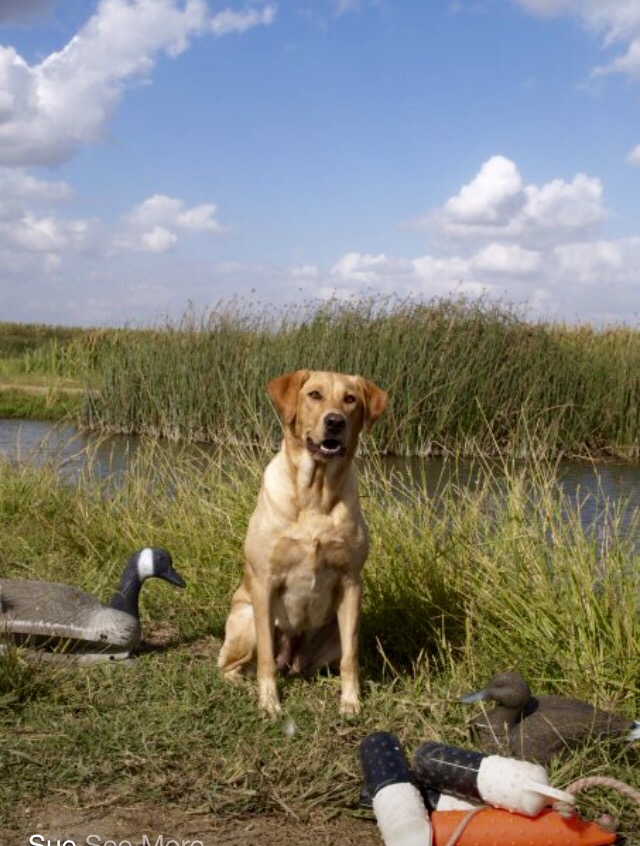 Workings Hightest Tsunami MH | Yellow Labrador Retriver