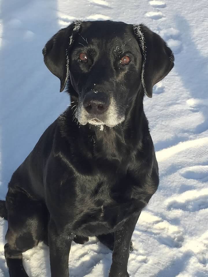 The Flying Finn *** | Black Labrador Retriver