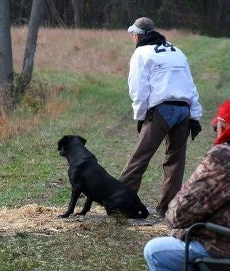 FC Bayou Teche Tex | Black Labrador Retriver