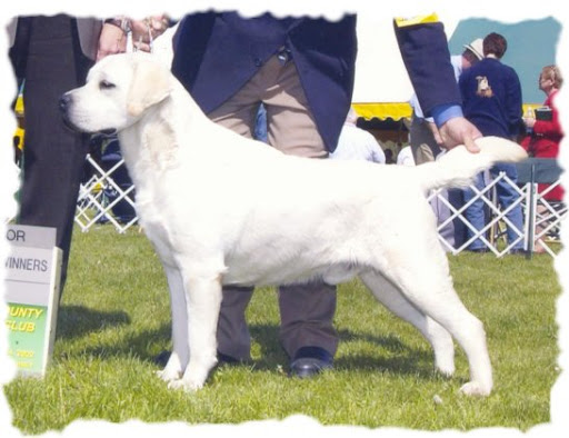 AM/CAN CH Castlewood's Just Do It | Yellow Labrador Retriver