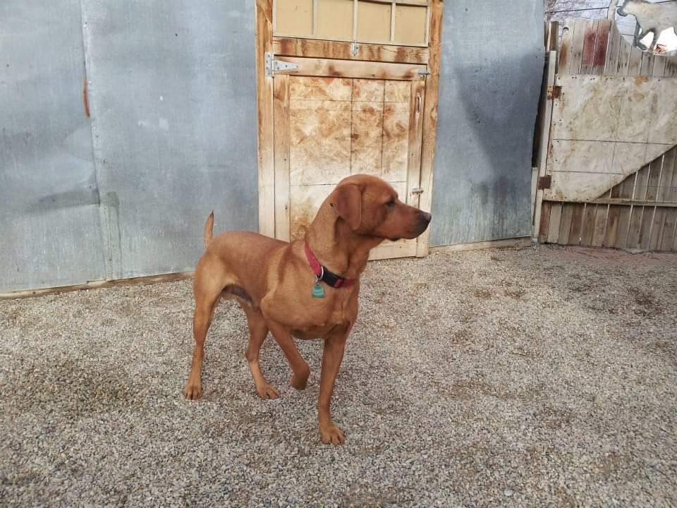 DUCKPUP'S PSR DOCTOR COOPER** | Yellow Labrador Retriver