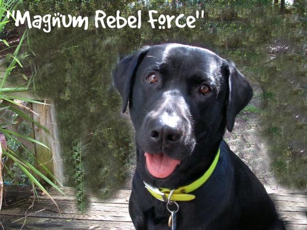 Magnum Rebel Force | Black Labrador Retriver