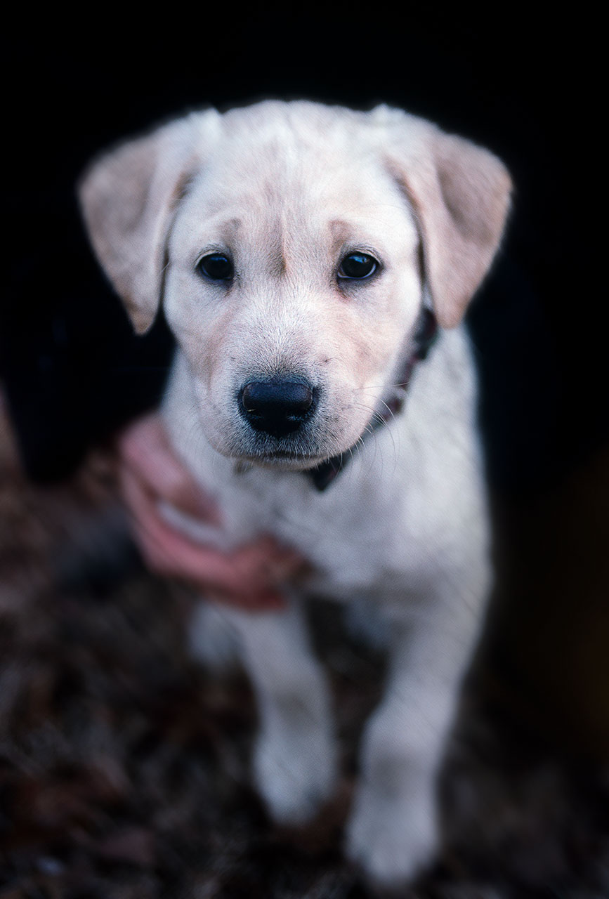 FC AFC Maccabees First Candle | Yellow Labrador Retriver