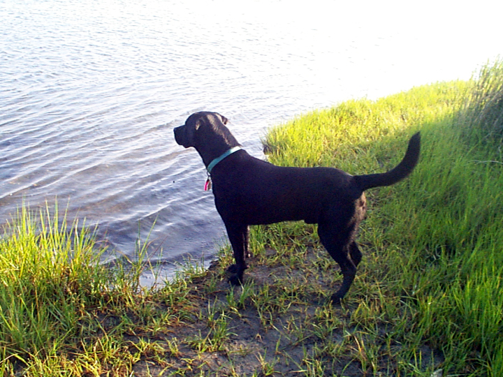 Montana Molly's Folly | Black Labrador Retriver