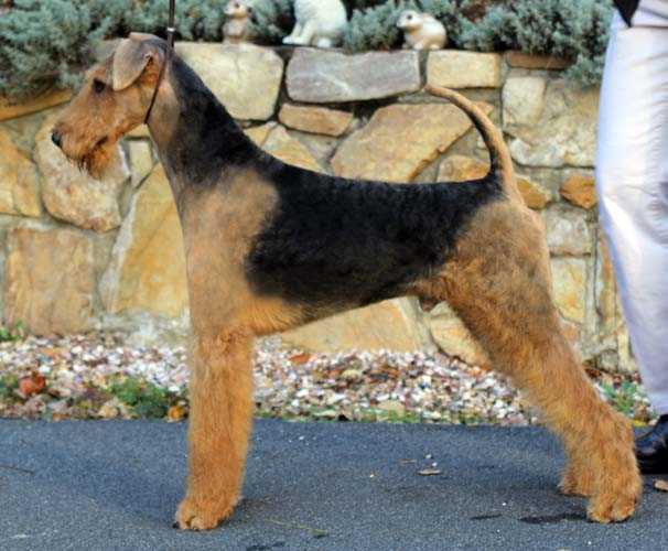 Joval When Love Comes To Town | Airedale Terrier 