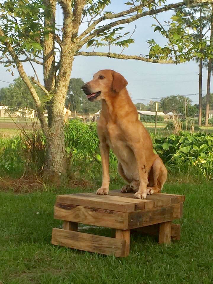 Briarmarsh's Light My Fire | Yellow Labrador Retriver