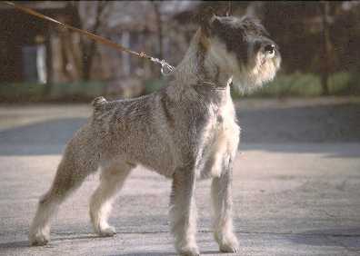 Utrillo-PS del Prillo | Standard Schnauzer 