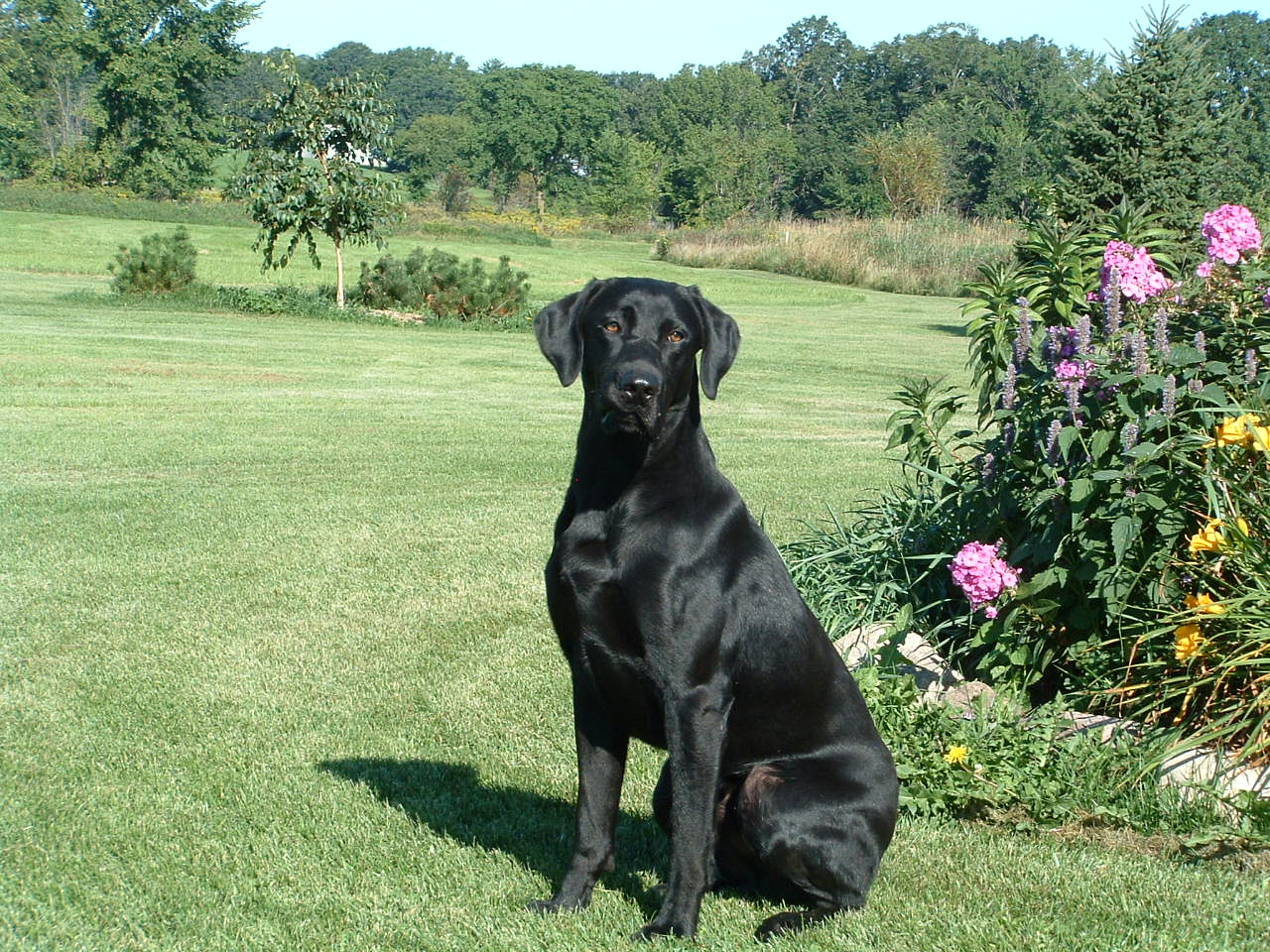 HiRollers Aces Full Of Drakehaven*** | Black Labrador Retriver