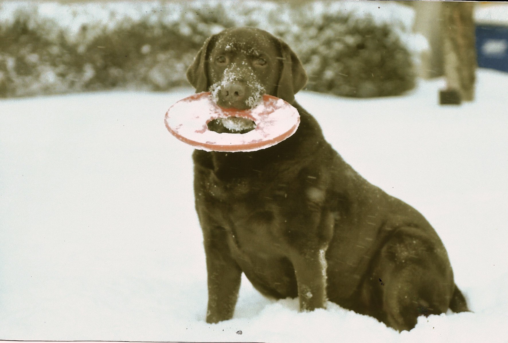 Chilbrook Make Mine Mocha | Chocolate Labrador Retriver