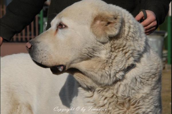 G-Babur Tuhaj Bej | Central Asian Shepherd Dog 