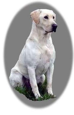 Waterstrike Tn Jackpot JH | Yellow Labrador Retriver