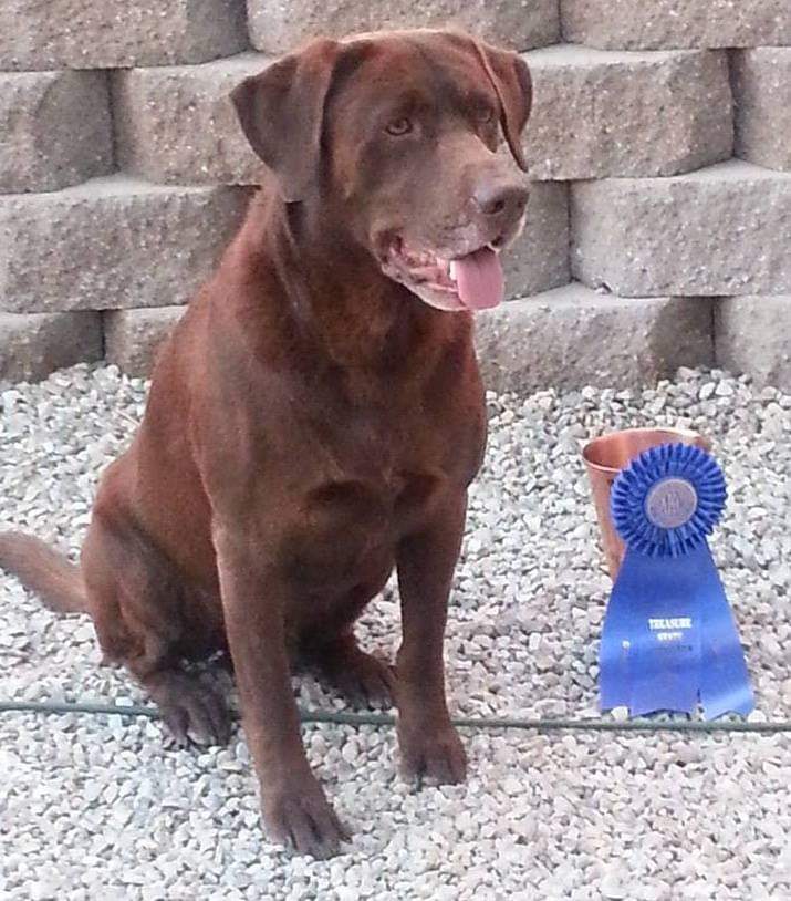 HRCH APR INT'L/Nat. CH Wind River SST MH QA2 | Chocolate Labrador Retriver