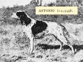 Antonio (Roderigo x Bo Peep) (019533) | English Setter 