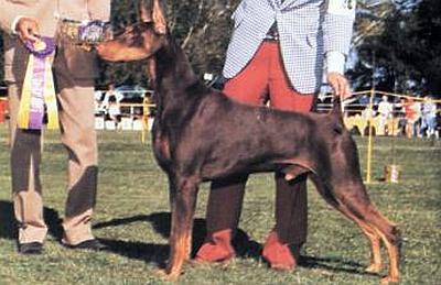 Marienburg's Sun Hawk | Brown Doberman Pinscher