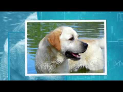 CH Kerrybrook's Talbot JH | Yellow Labrador Retriver