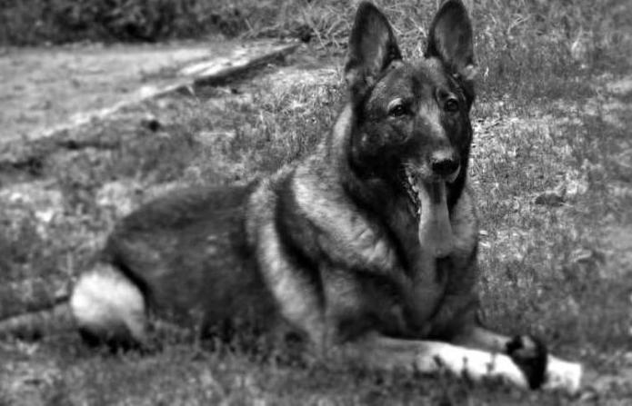 Joelle's Roxy's More Than This | German Shepherd Dog 