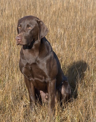 Otis' Lincoln Express MH | Chocolate Labrador Retriver