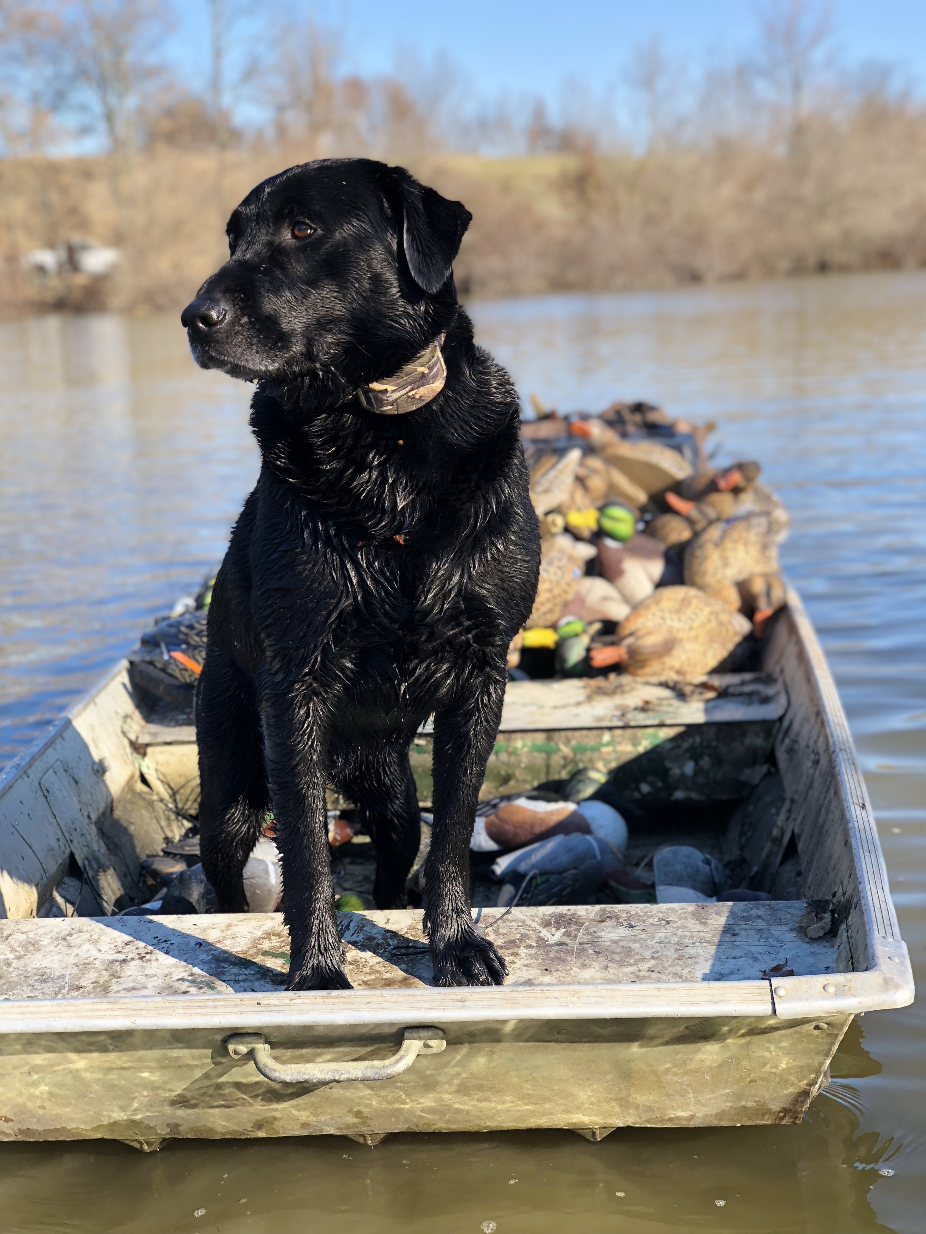 Luke's Midnight Madness | Black Labrador Retriver