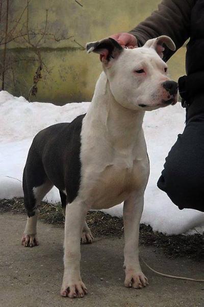 Sirmiland's Hollywood Dream | American Staffordshire Terrier 