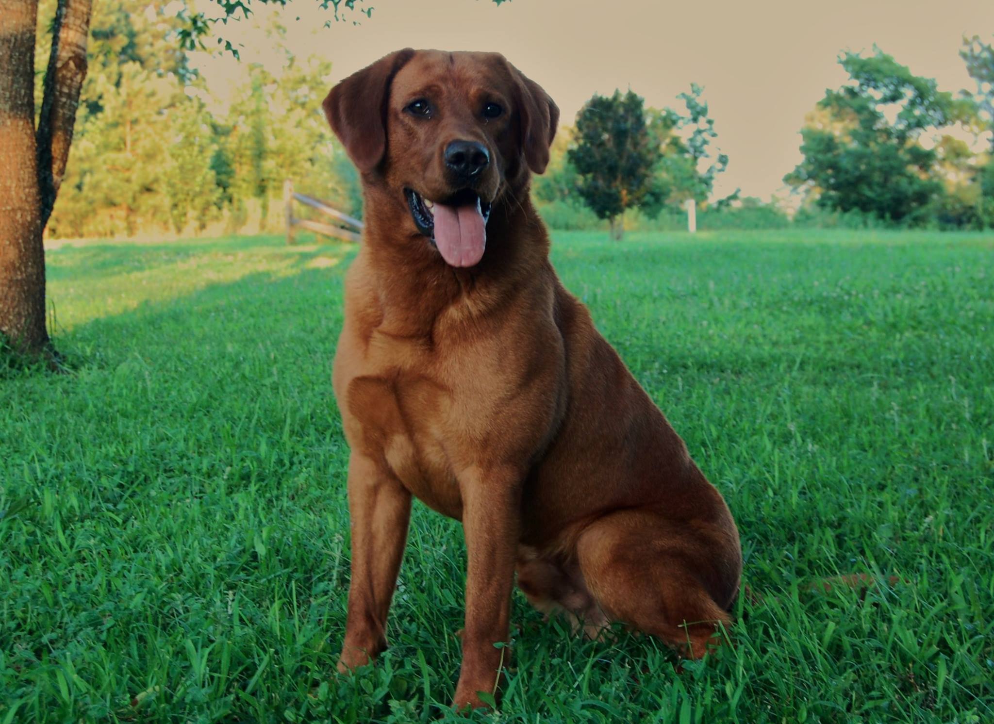 HRCH UH Bok Risky Business MH CD RA CGC | Yellow Labrador Retriver