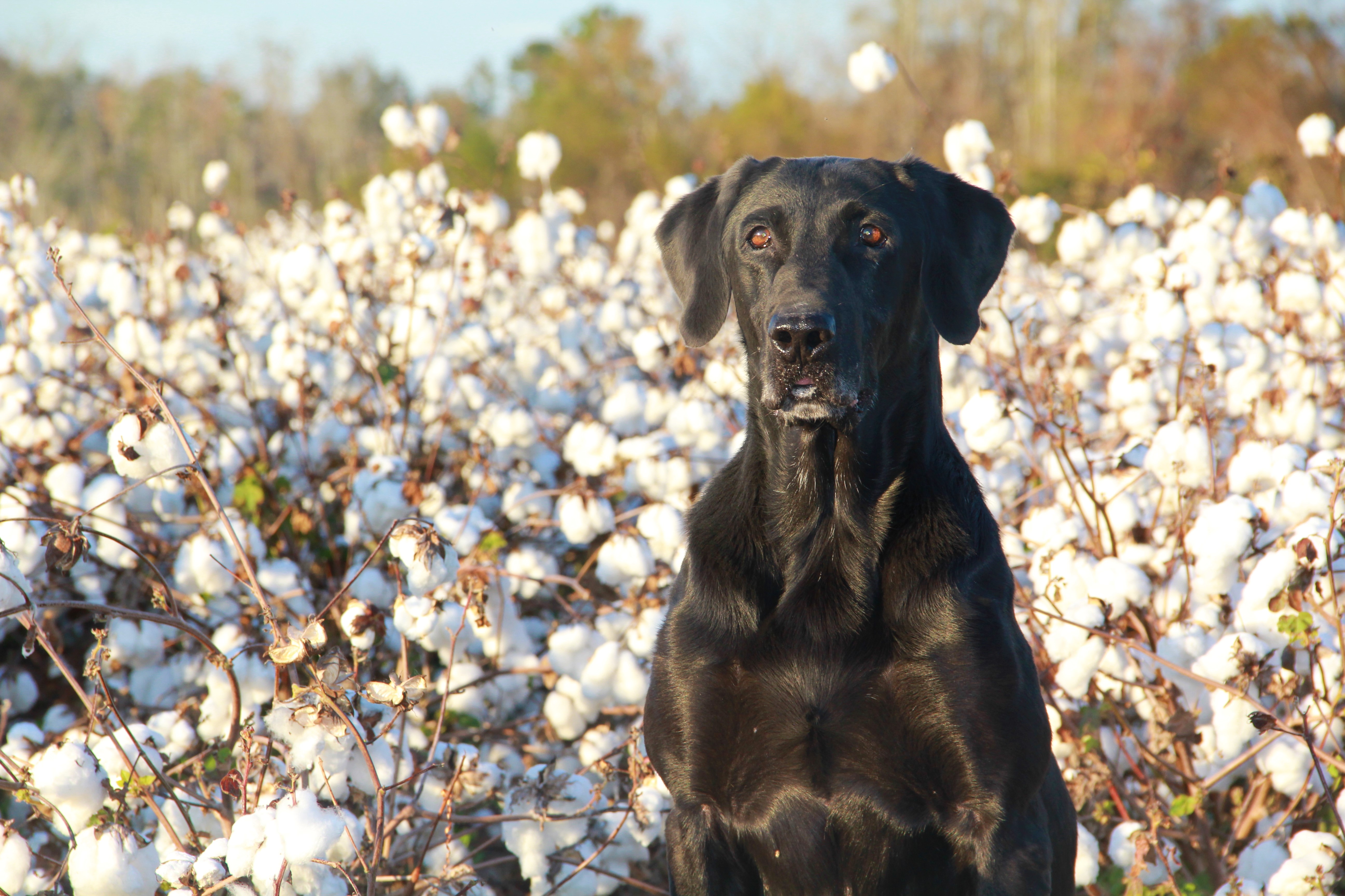 SRSC Rockin's Retrievers Black Mamba MH MNH QAA | Black Labrador Retriver