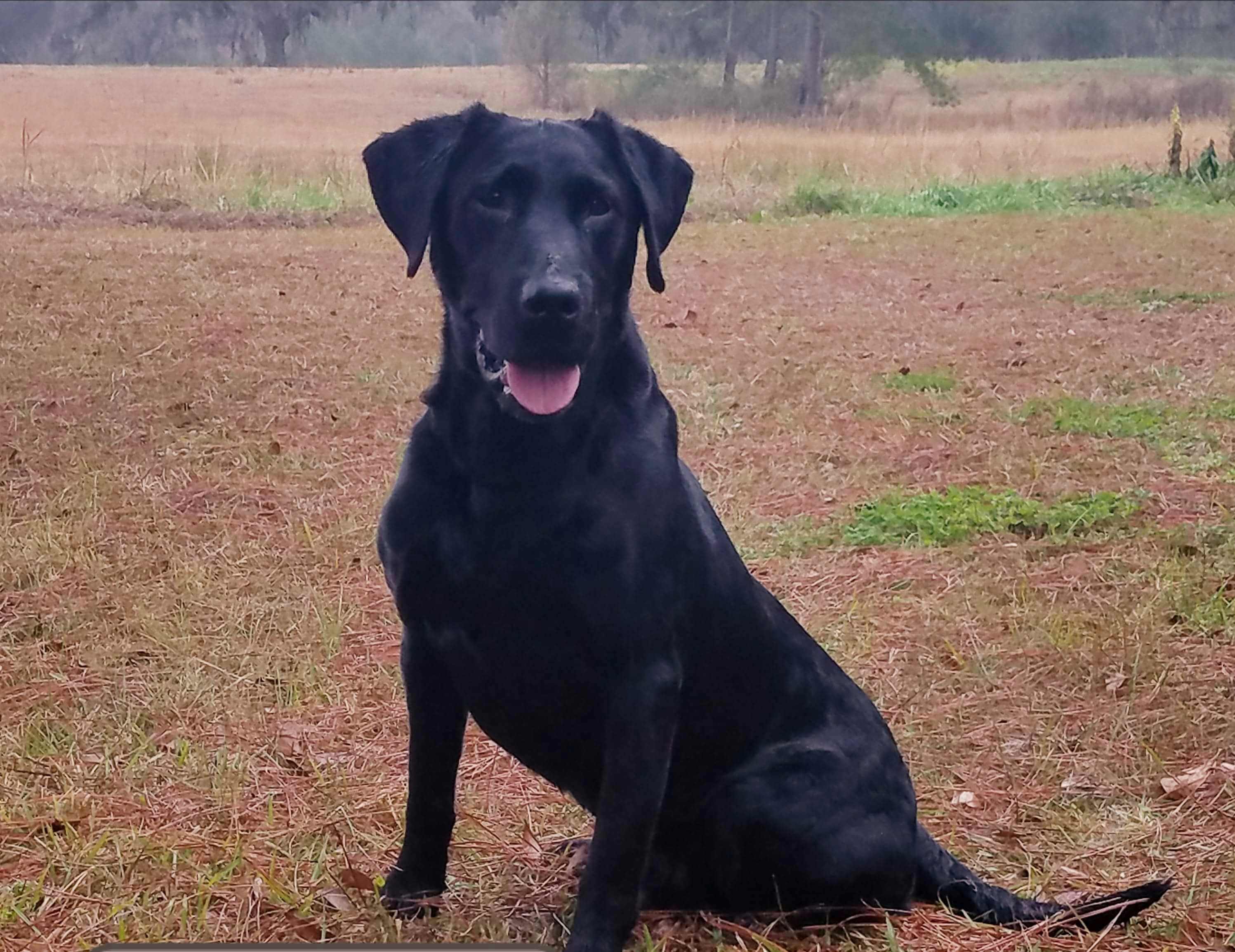 FC AFC 3R's Mister Cross Your T's | Black Labrador Retriver