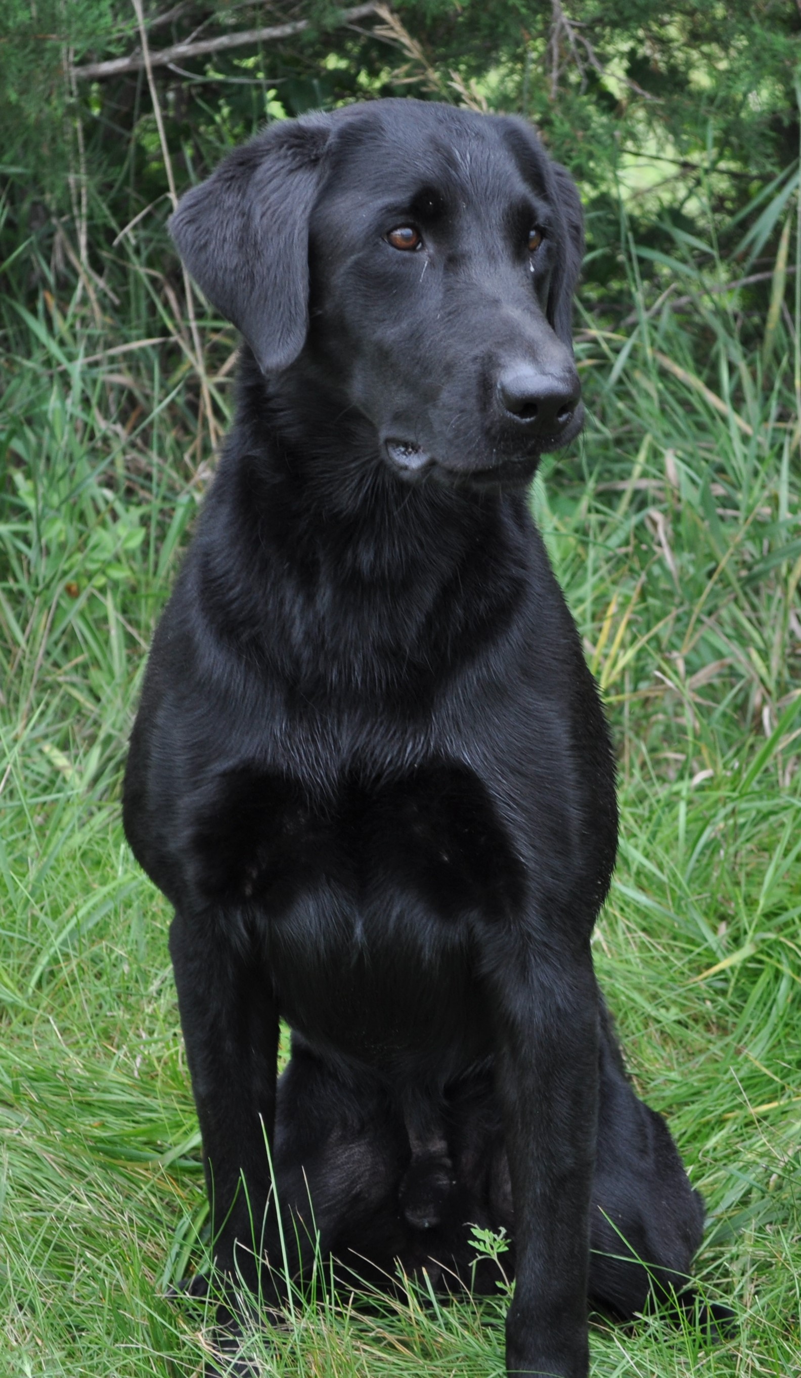 HRCH Boo's Click 3 Times MH | Black Labrador Retriver