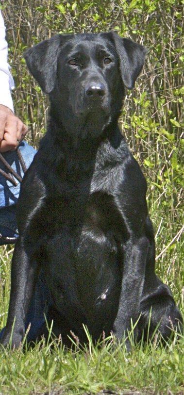 FTCH AFTCH Springwaters Rippin Reba JFTR | Black Labrador Retriver