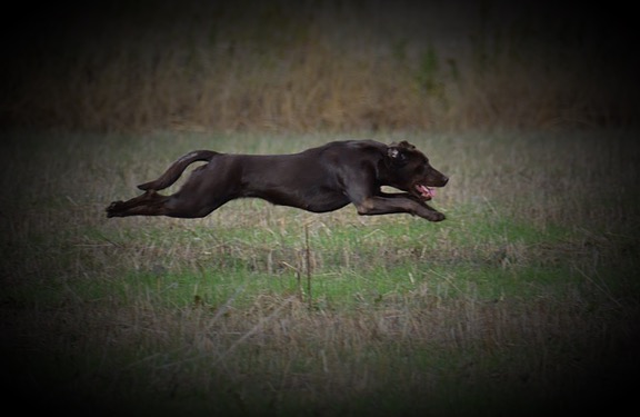 SHR Chocolate Truffle Shuffle | Chocolate Labrador Retriver