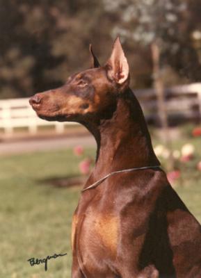 Marienburg's Desert Flame | Brown Doberman Pinscher