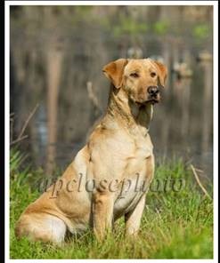 Lookout's Can't Touch The Slider MH | Yellow Labrador Retriver