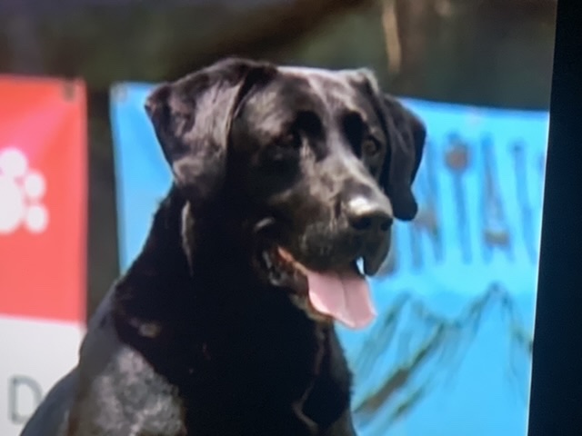 SRSA FC AFC CFC CAFC Mission Mountain Ninja | Black Labrador Retriver