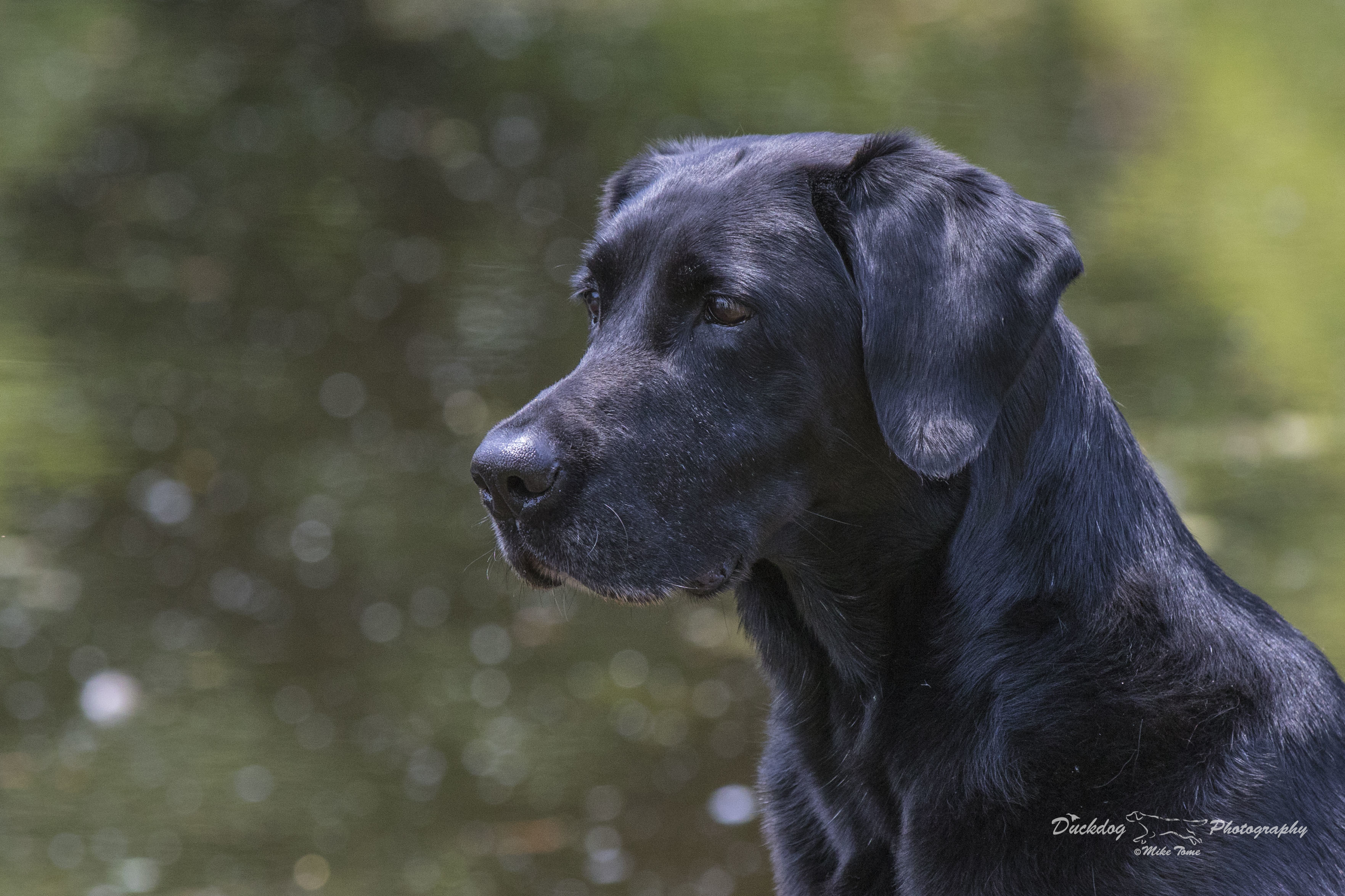 NMH GMH GMHR-V HRCH UH Dakota Creek's Royal Navigator MH (AKC & CKC) | Black Labrador Retriver