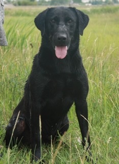 FC Huckleberry Fen MH | Black Labrador Retriver