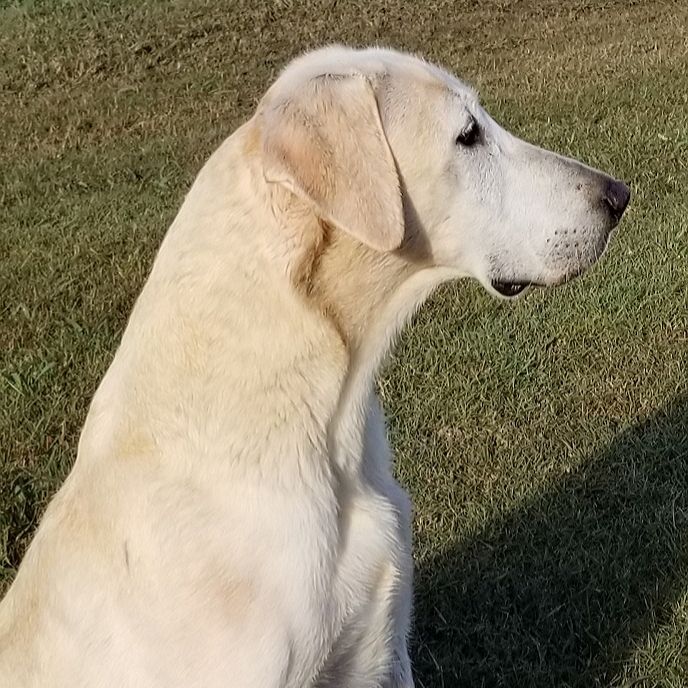 Moonstone's Cool Beans MH | Yellow Labrador Retriver