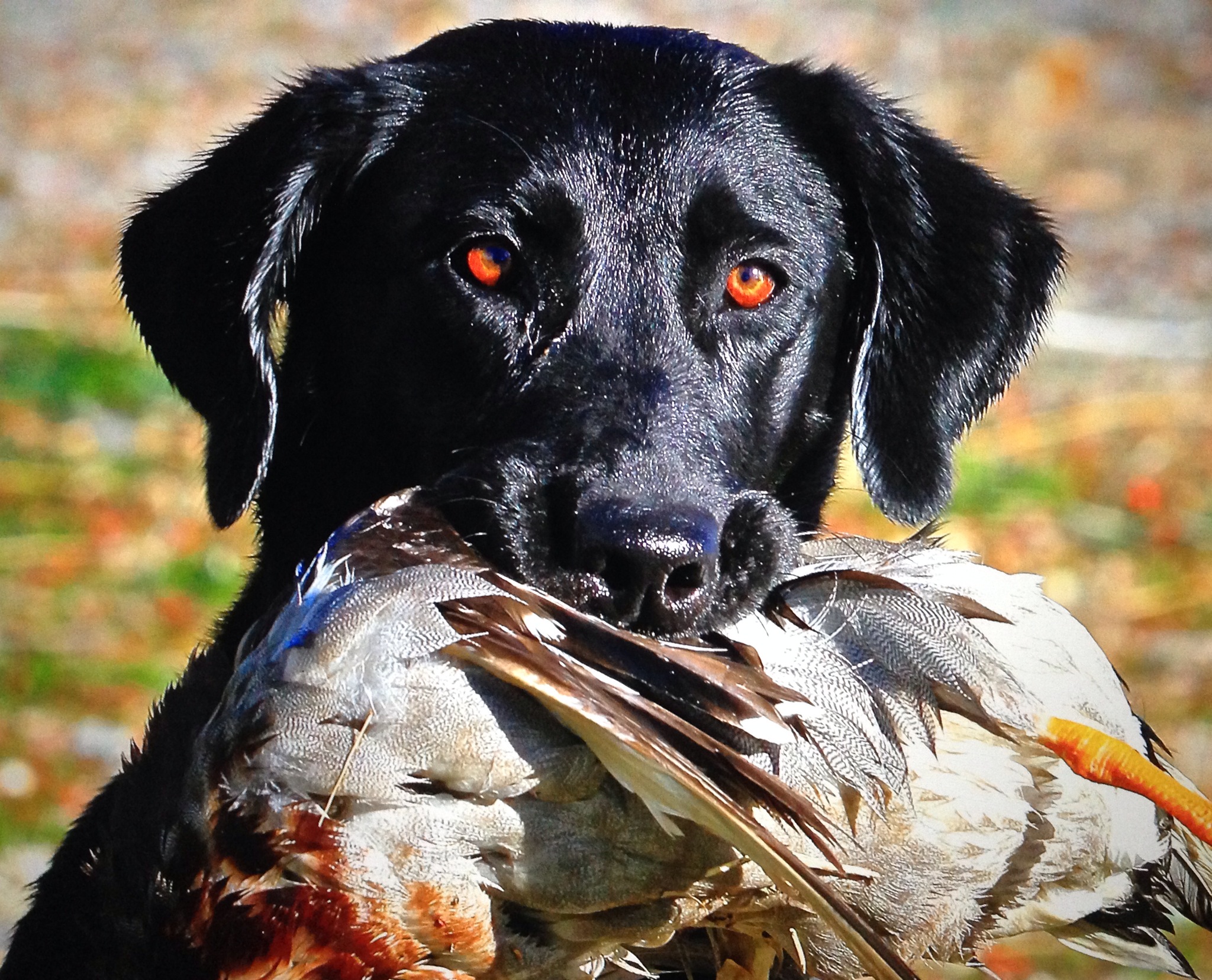 Bayside's Just Press Go MH | Black Labrador Retriver