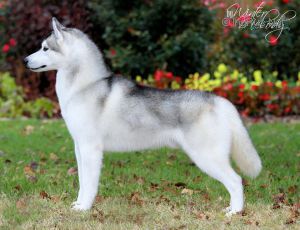 Kristari's Just Take It | Siberian Husky 