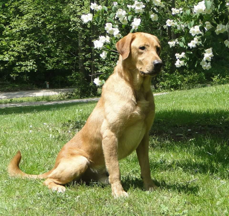 HRCH Trinity's God Of Thunder MH CGC | Yellow Labrador Retriver