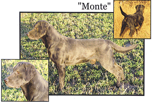 CPR Holloway's Montaro | Black Labrador Retriver