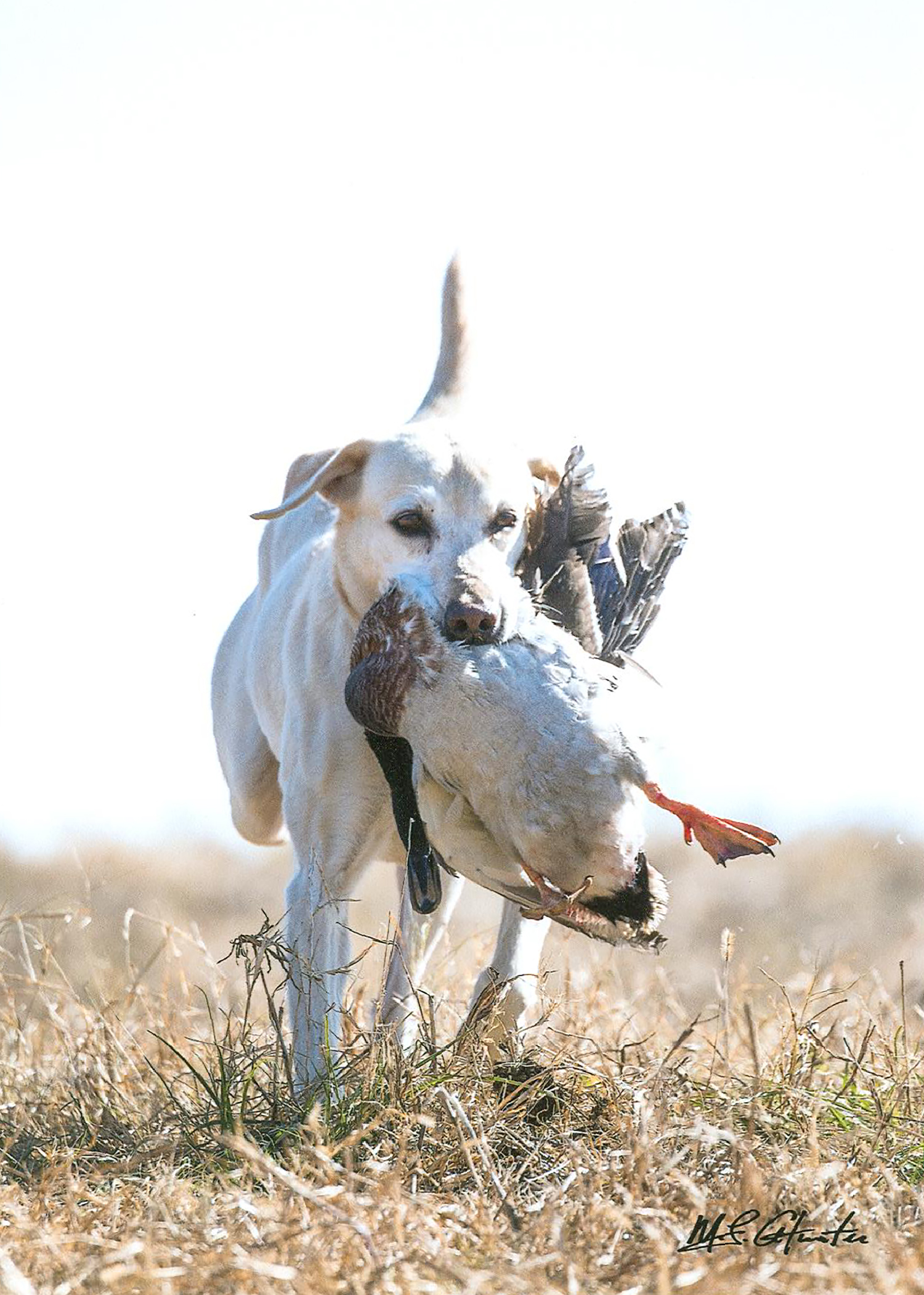 FC AFC Hilltop's High Society | Yellow Labrador Retriver