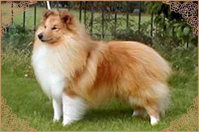 Lythwood Shalako | Shetland Sheepdog 