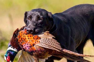 Git-R-Dun Chig-Grrr  MH | Black Labrador Retriver